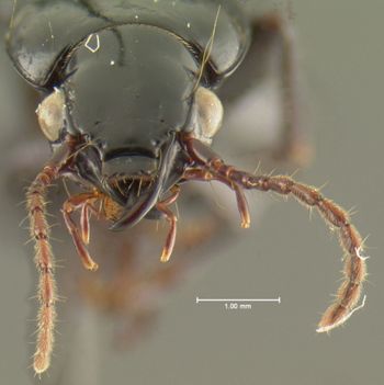 Media type: image;   Entomology 16435 Aspect: head frontal view